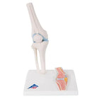 Mini knee joint with cross section, on base - Anatomy and pathology