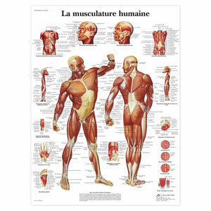 Planche anatomique - La musculature - Anatomie et pathologie 3B Scientific 
