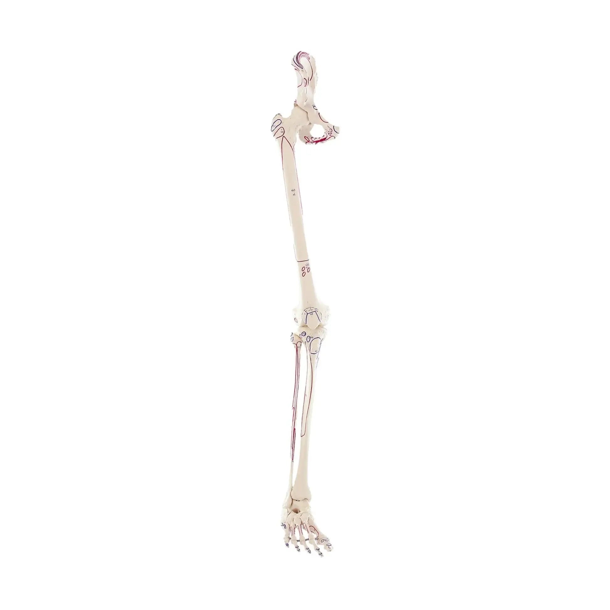 Squelette de la jambe avec moitié du bassin + Muscles dessinés My Podologie 