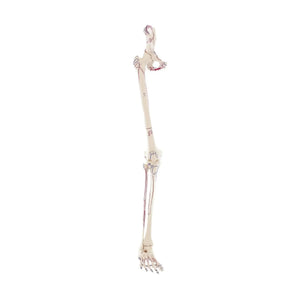 Squelette de la jambe avec moitié du bassin + Muscles dessinés My Podologie 