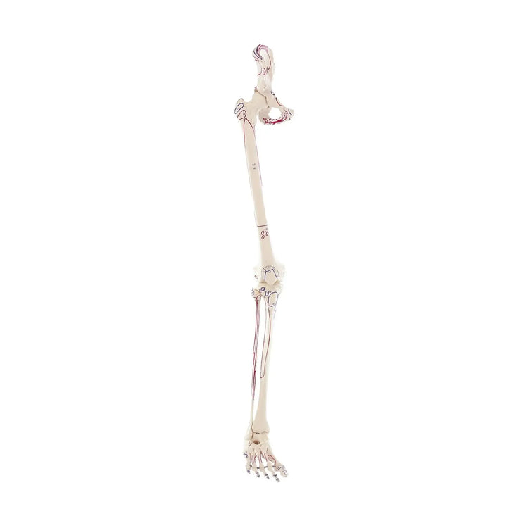 Squelette de la jambe avec moitié du bassin + Muscles dessinés My Podologie 